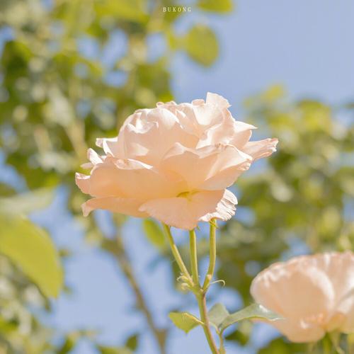 10个超级治愈的文案短句(图1)