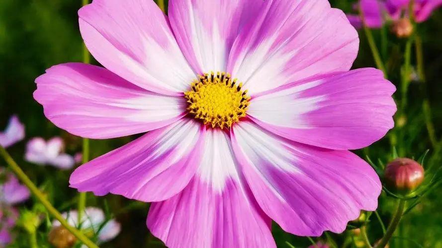 青春岁月里的深情寄语，珍藏同学录留言(图5)