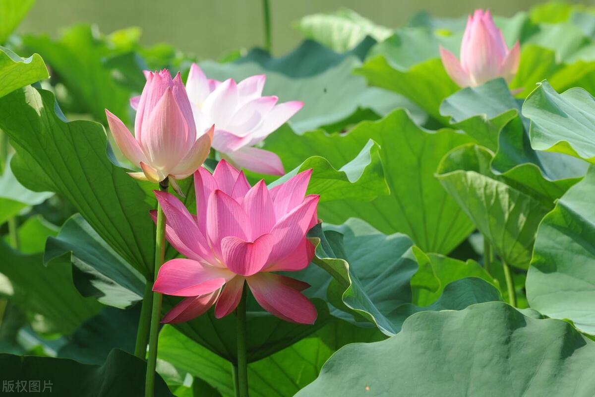 人在不顺的时候，请记住这十句话，遇到困难时多听听(图9)