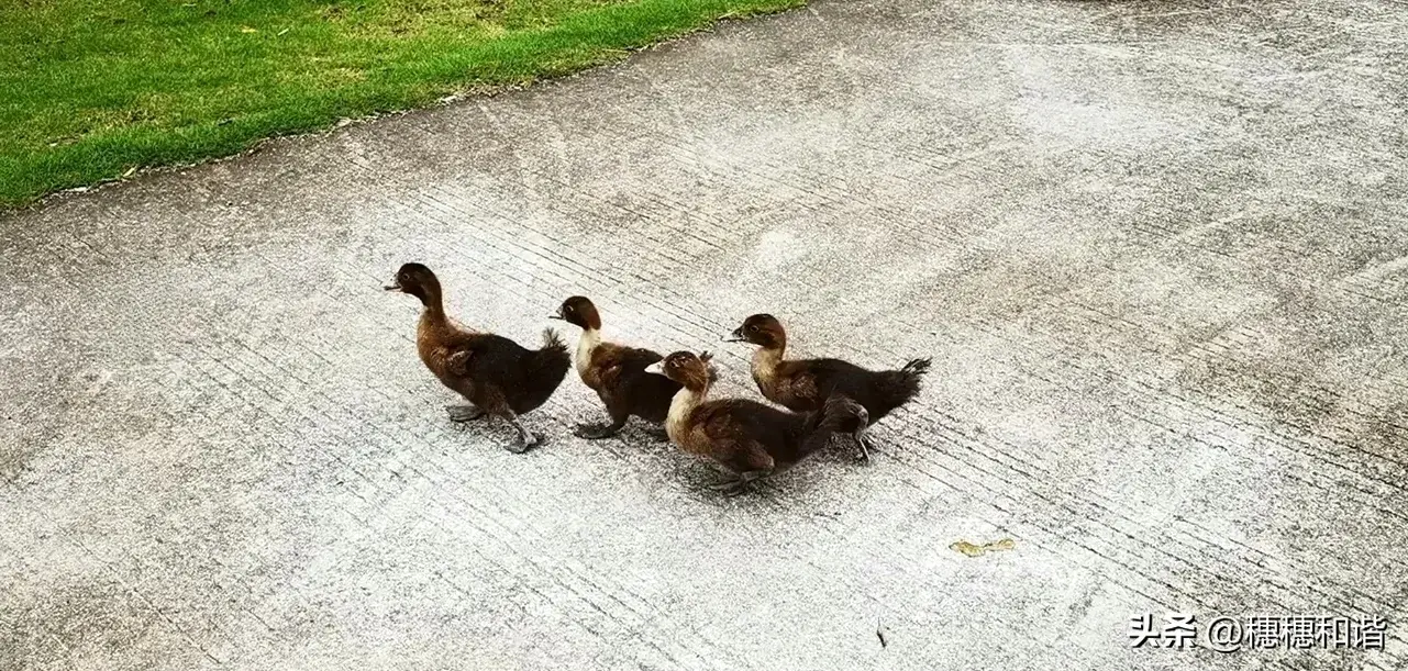 生活普普通通，乐在其中，与你同行(图4)