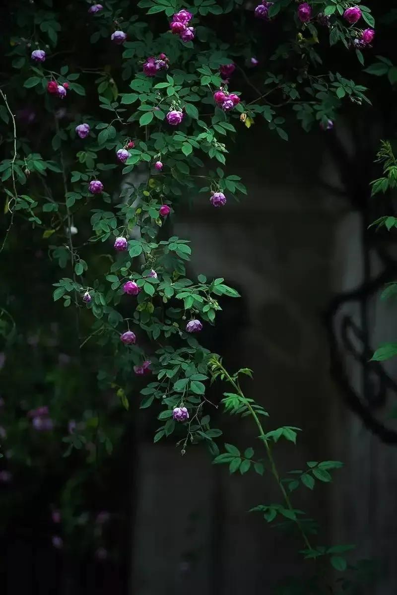 光阴静谧，走过半生(图2)