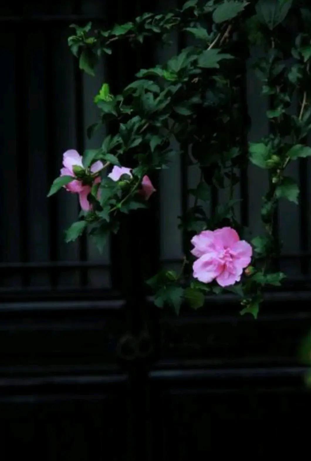 光阴静谧，走过半生(图3)