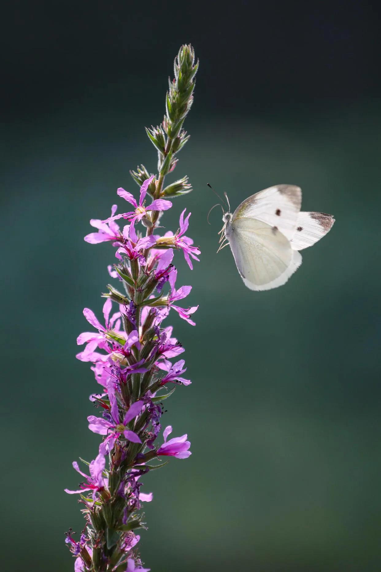 光阴静谧，走过半生(图7)