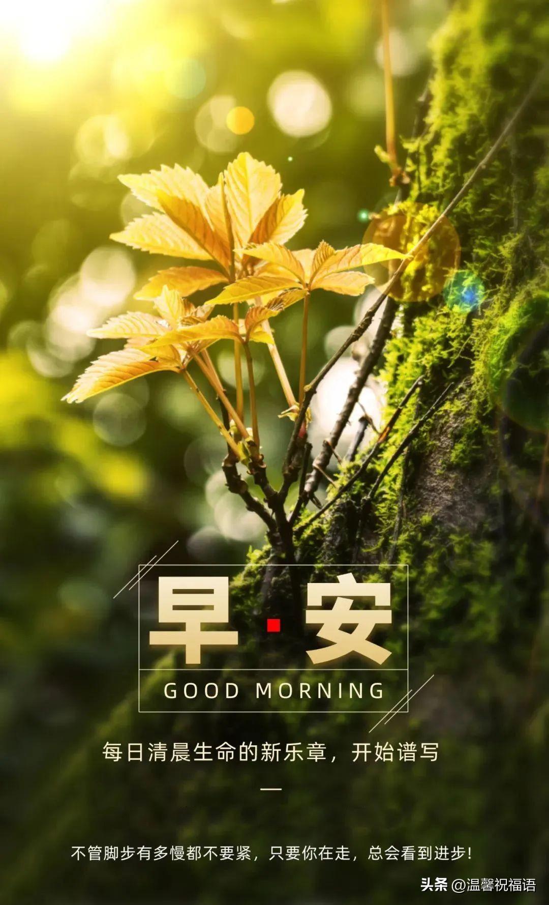 早安语录 | 关于努力，自信，梦想，坚持，成功，理想的励志句子(图4)