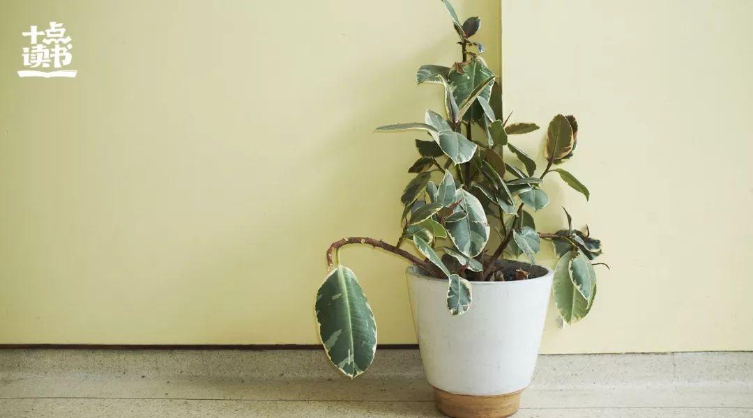 泰戈尔最经典的10句话，读懂治愈一生(图14)