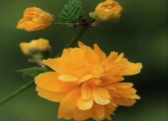 中学生优秀作文：重拾坚强(图1)