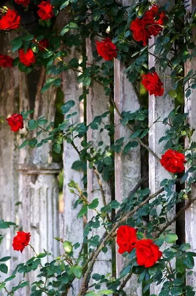 9首古诗致青春：岁月不老，青春不朽(图2)