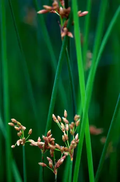 9首古诗致青春：岁月不老，青春不朽(图4)