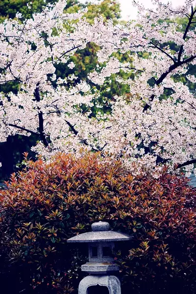 9首古诗致青春：岁月不老，青春不朽(图10)