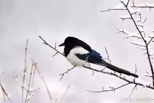 六句箴言，让你的生活越来越顺(图4)