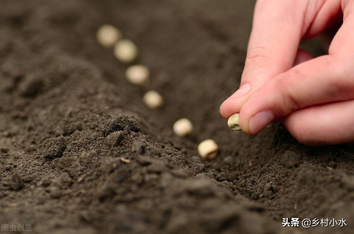 清明时节雨纷纷，老祖宗留下的4句“农谚”，句句都饱含智慧(图3)