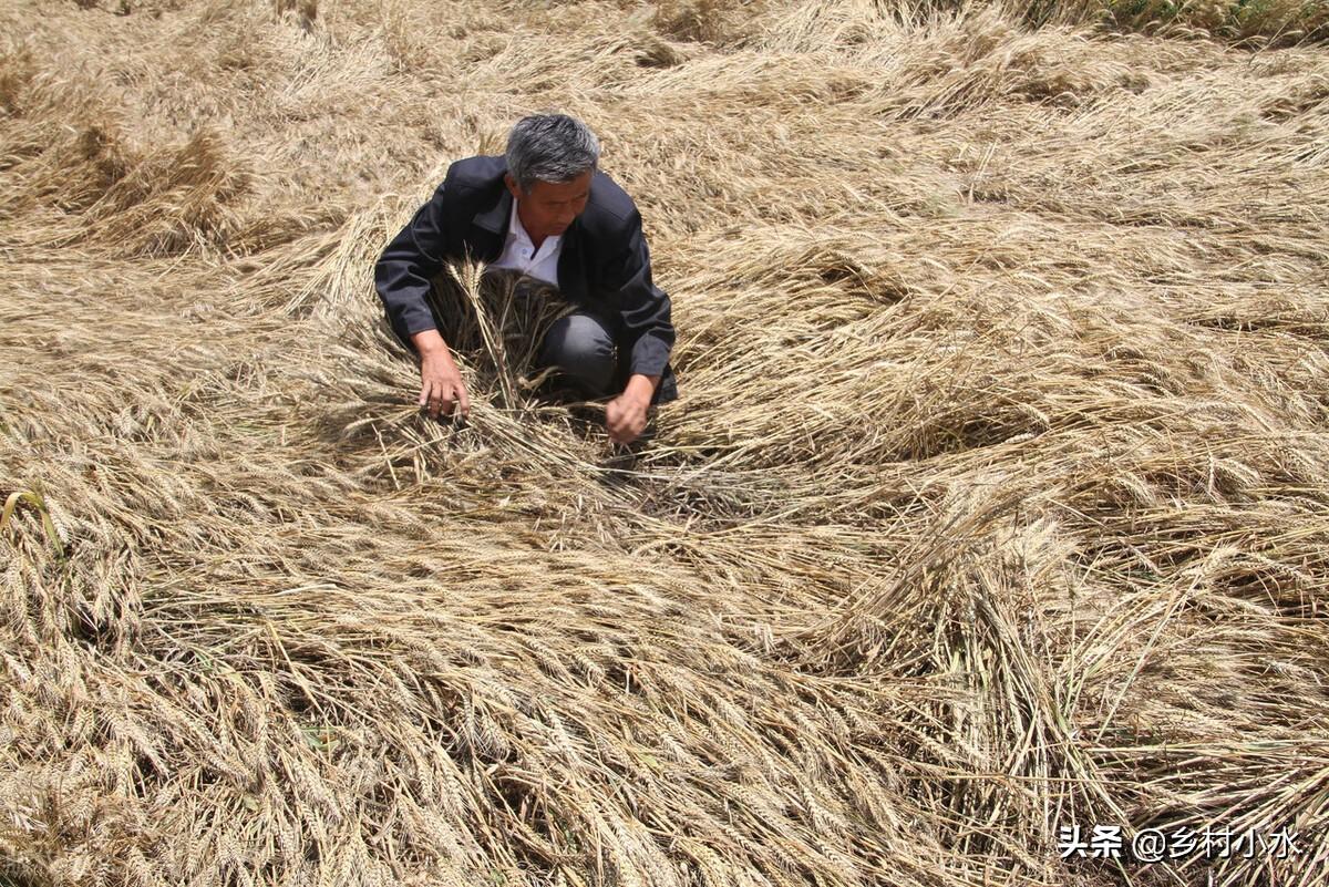 清明时节雨纷纷，老祖宗留下的4句“农谚”，句句都饱含智慧(图5)