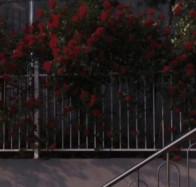 关于花的20条高级浪漫文案(图2)