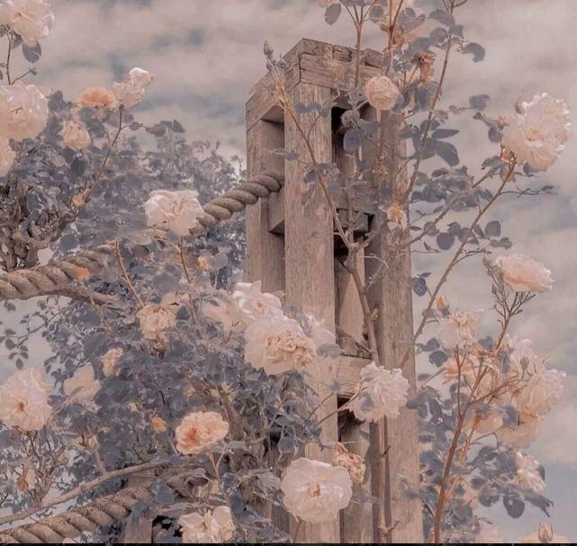 关于花的20条高级浪漫文案(图4)