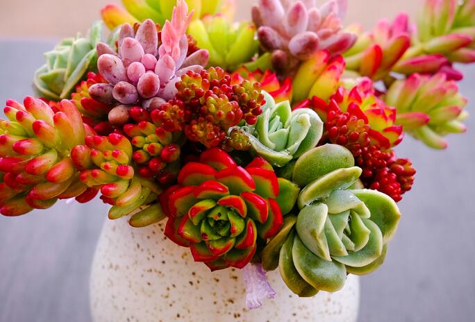 关于多肉植物的唯美句子 就要这样的文艺范儿(图1)