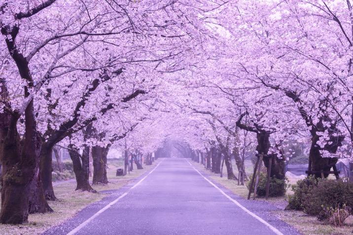 待疫情结束，只想与你漫步世间最美林荫路(图1)