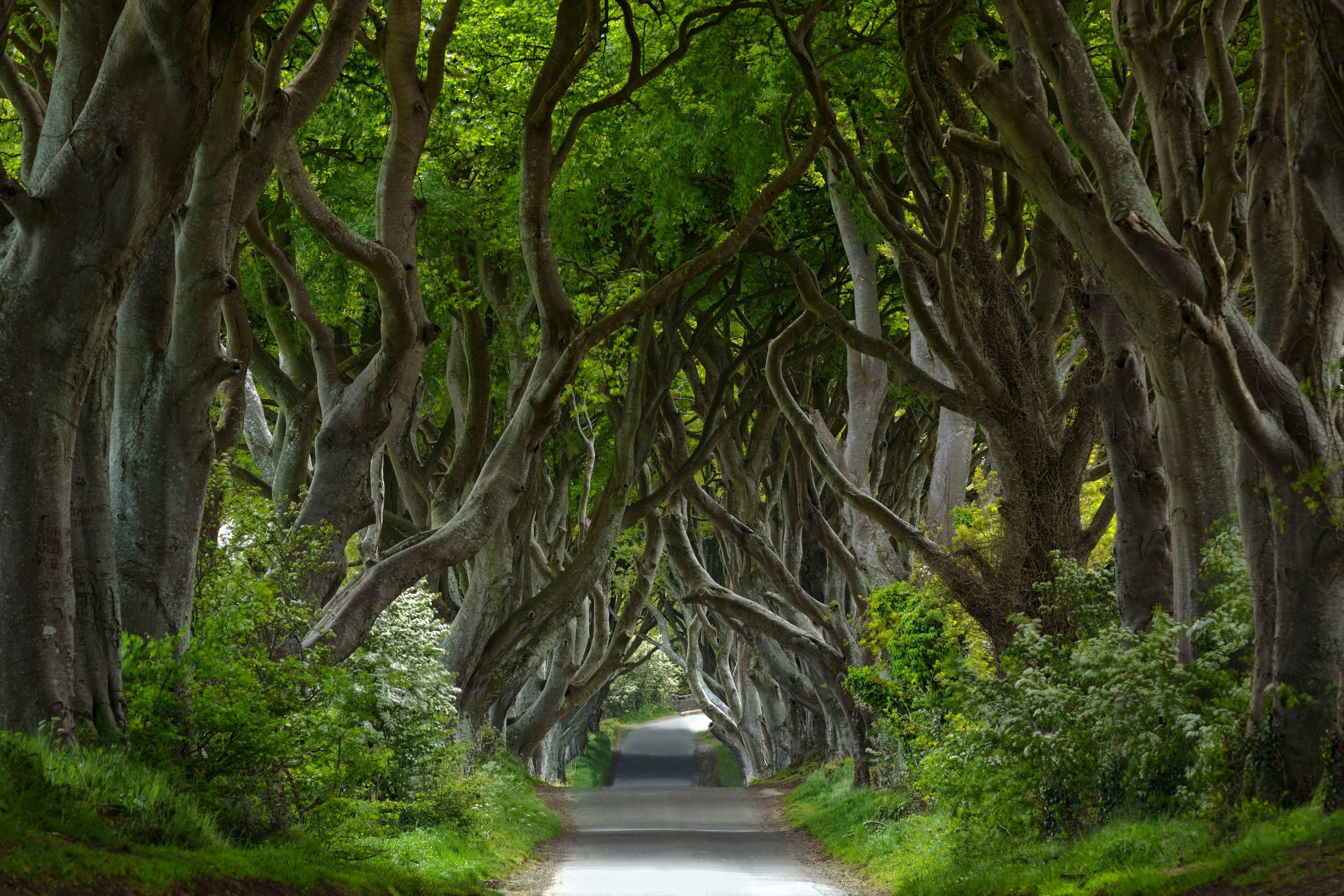 待疫情结束，只想与你漫步世间最美林荫路(图2)