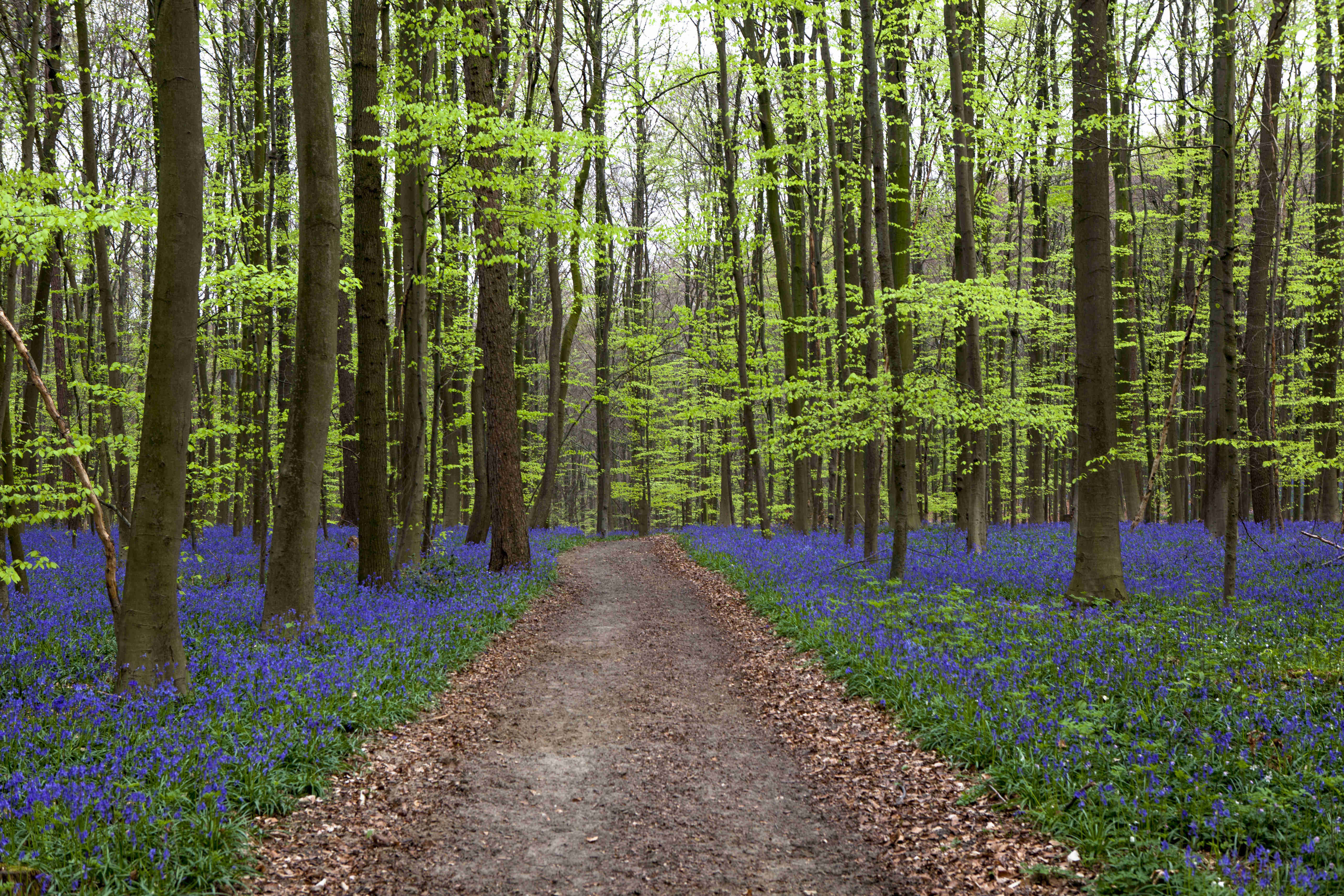 待疫情结束，只想与你漫步世间最美林荫路(图3)