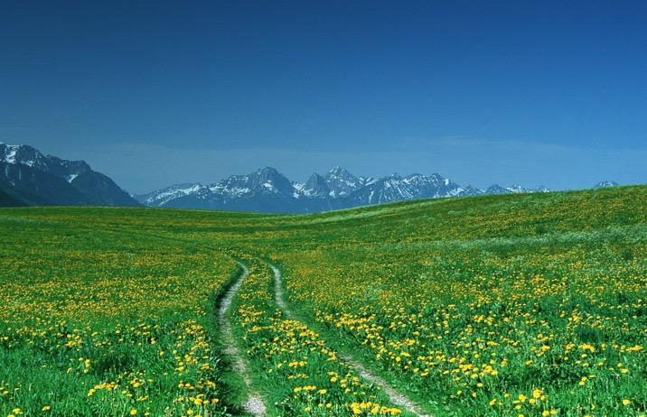 待疫情结束，只想与你漫步世间最美林荫路(图4)