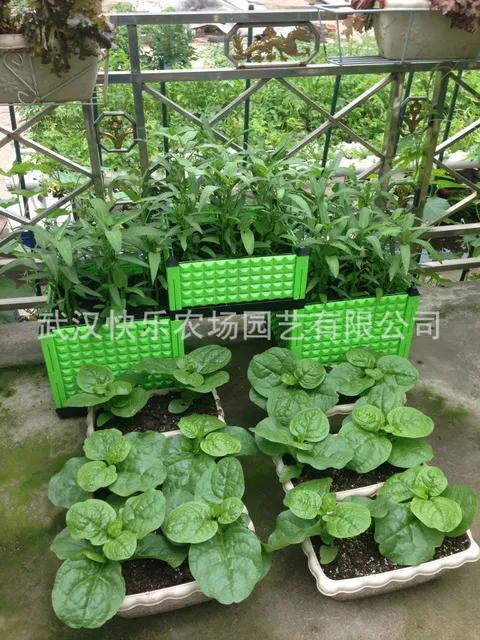 采菊东篱：俺家小院(图2)