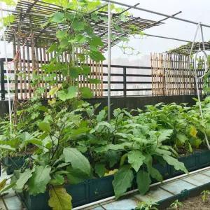 采菊东篱：俺家小院(图3)