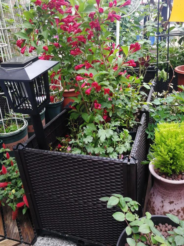 采菊东篱：俺家小院(图4)