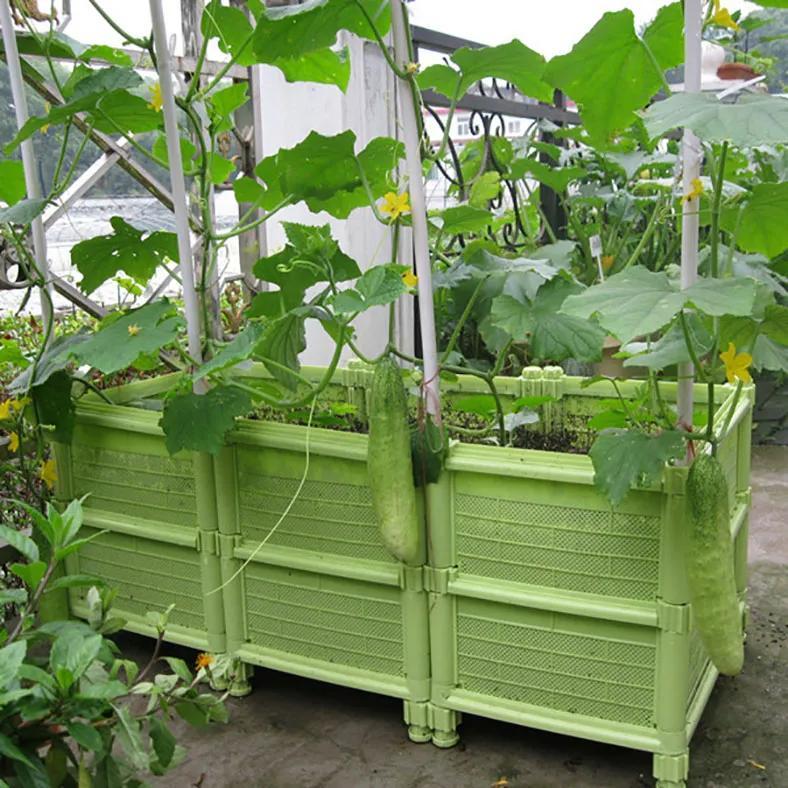 采菊东篱：俺家小院(图5)