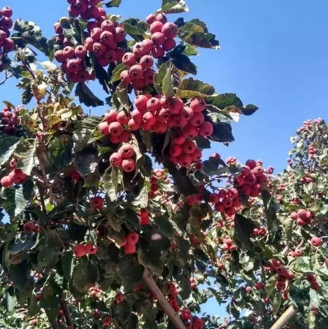 远嫁山东，晒晒我的农村小院！院子超级赞，厕所你都没见过(图4)