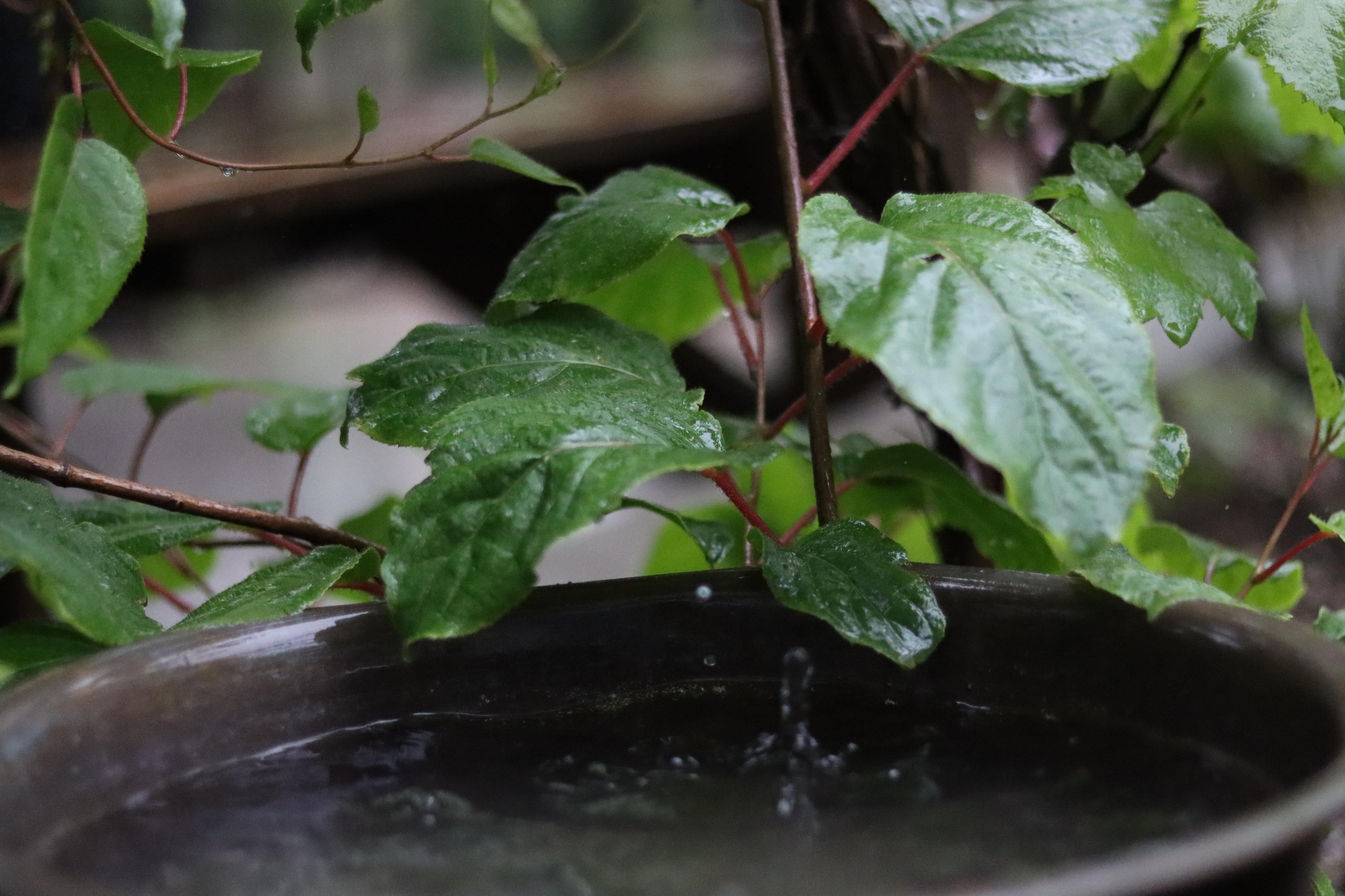 俺家有座院儿——东北小院的乡土情(图2)