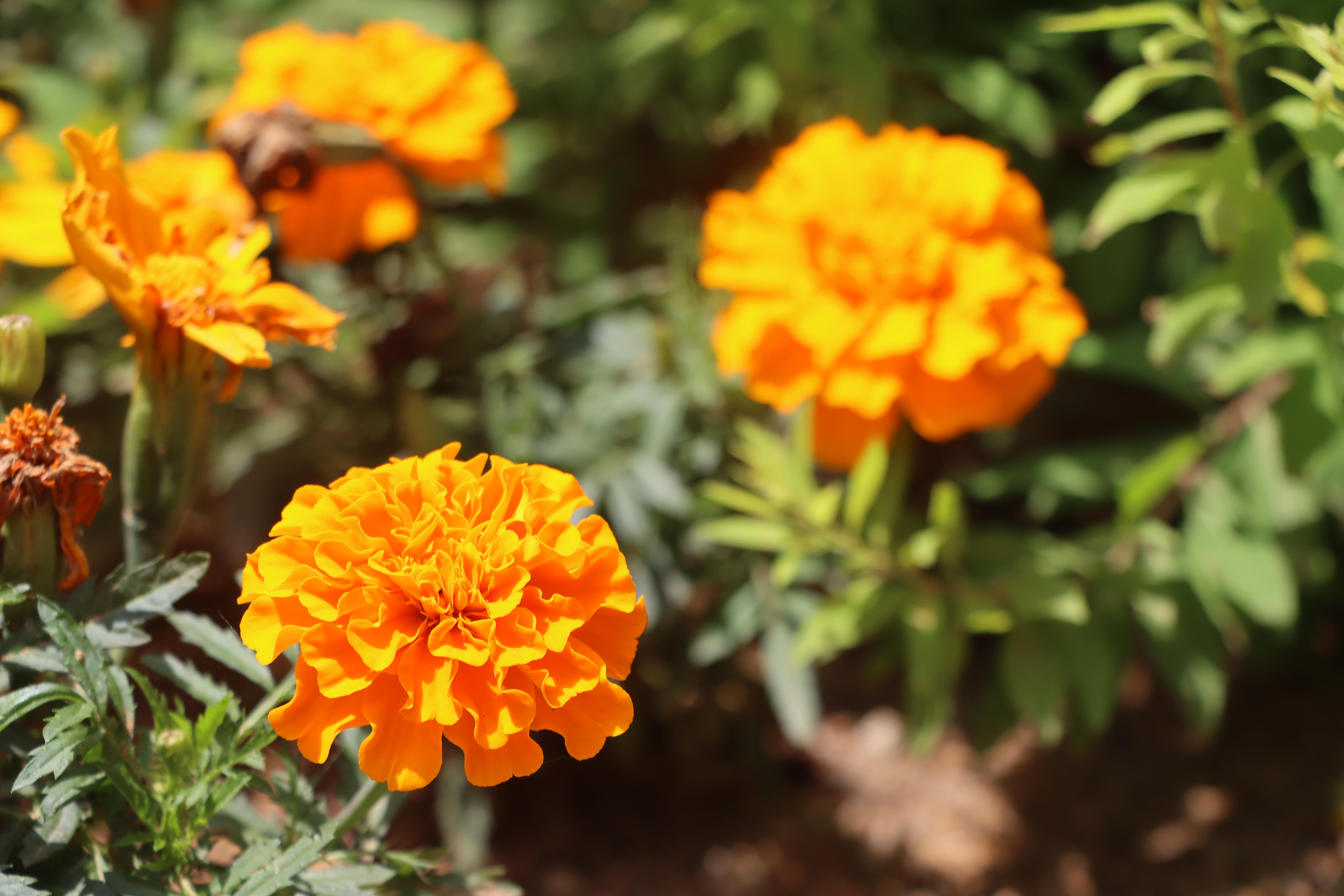 俺家有座院儿——东北小院的乡土情(图6)