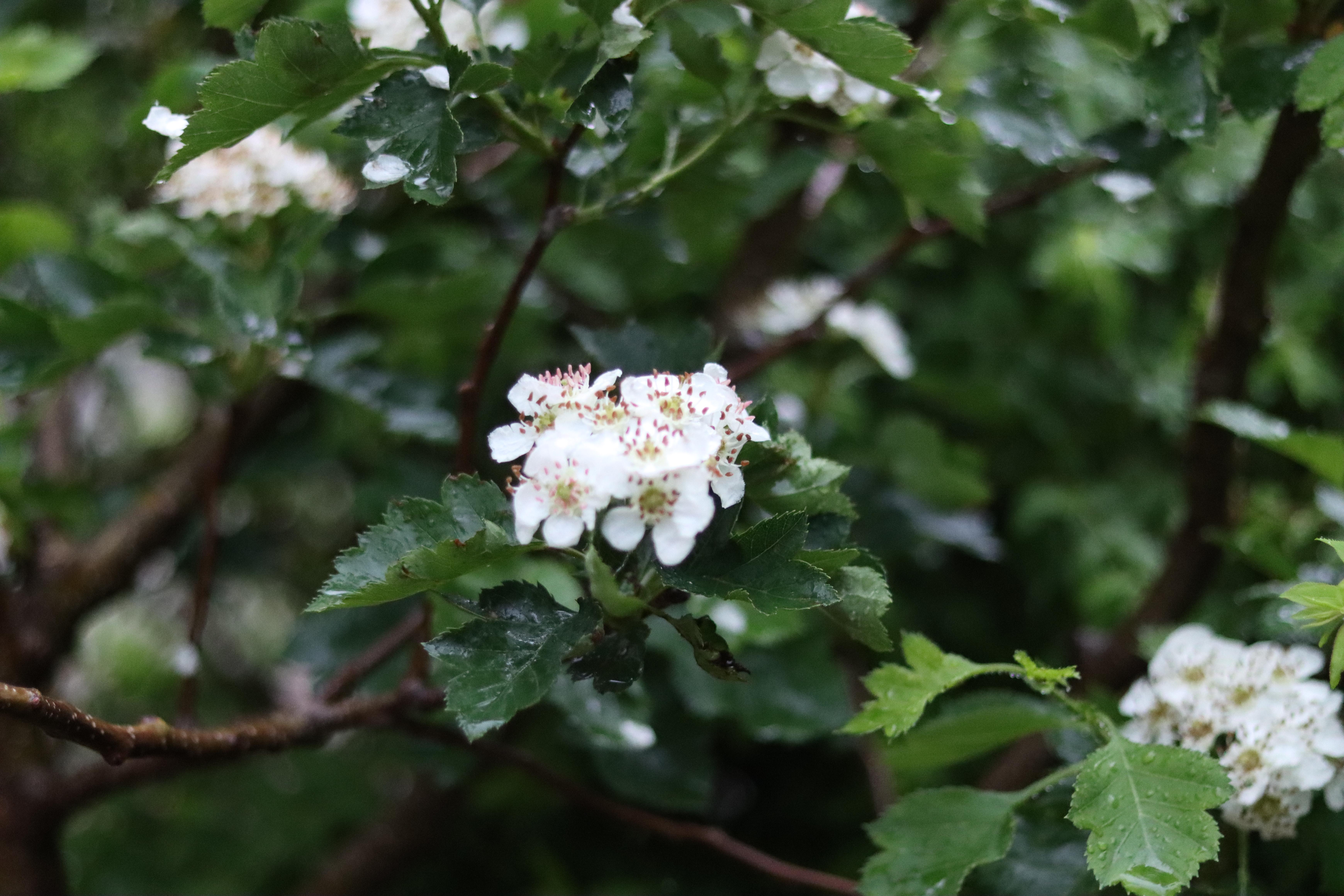 俺家有座院儿——东北小院的乡土情(图7)