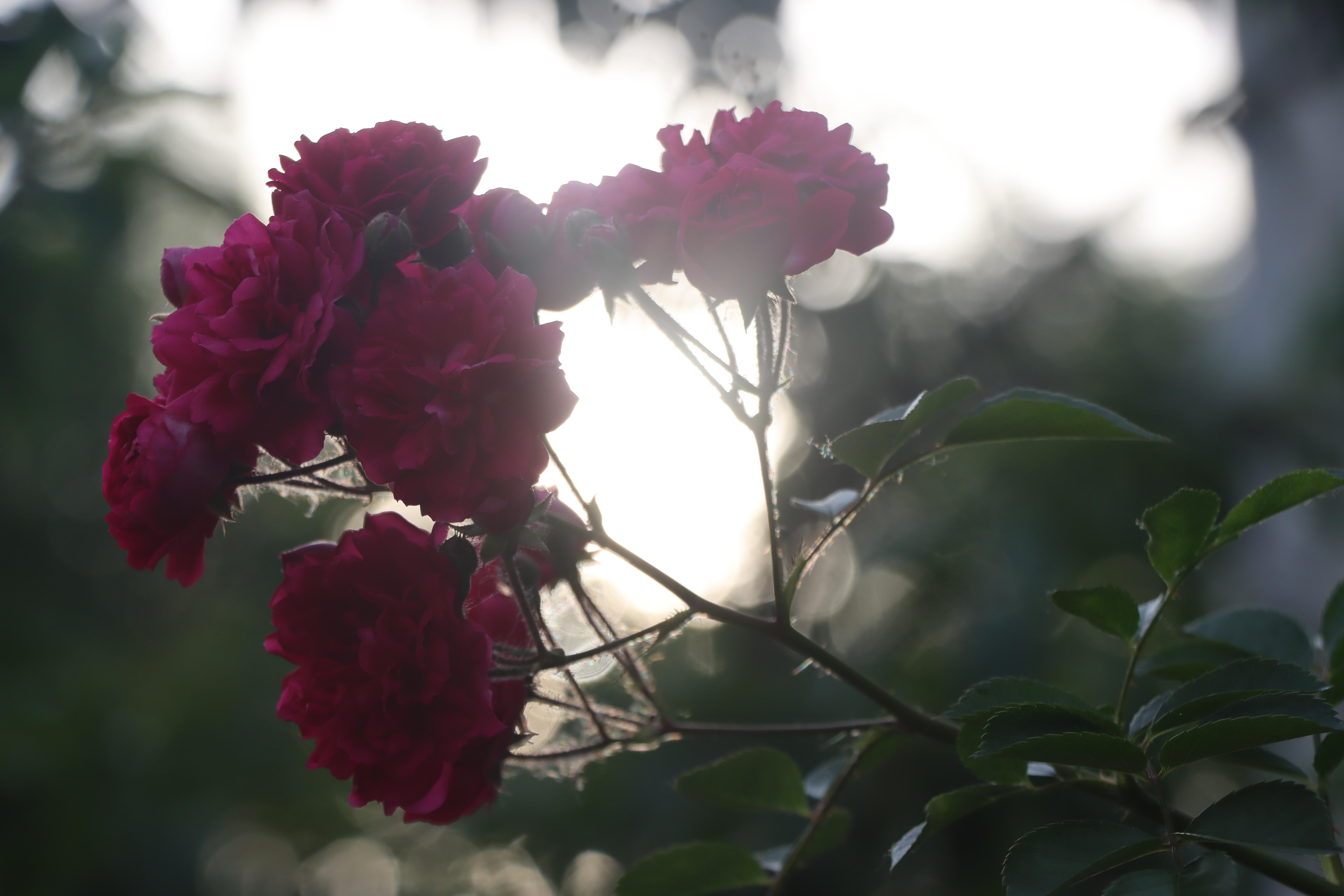 俺家有座院儿——东北小院的乡土情(图8)