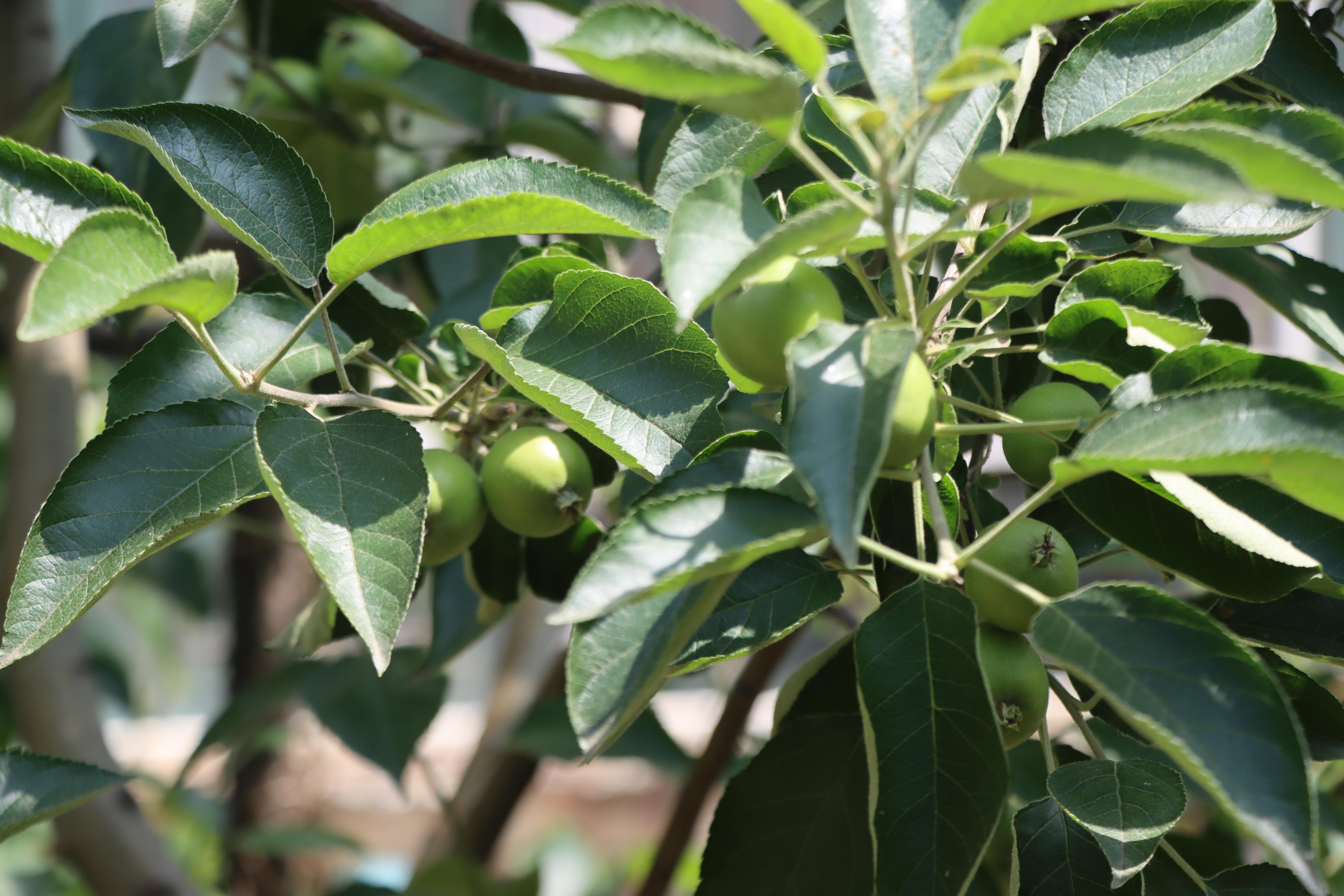 俺家有座院儿——东北小院的乡土情(图9)