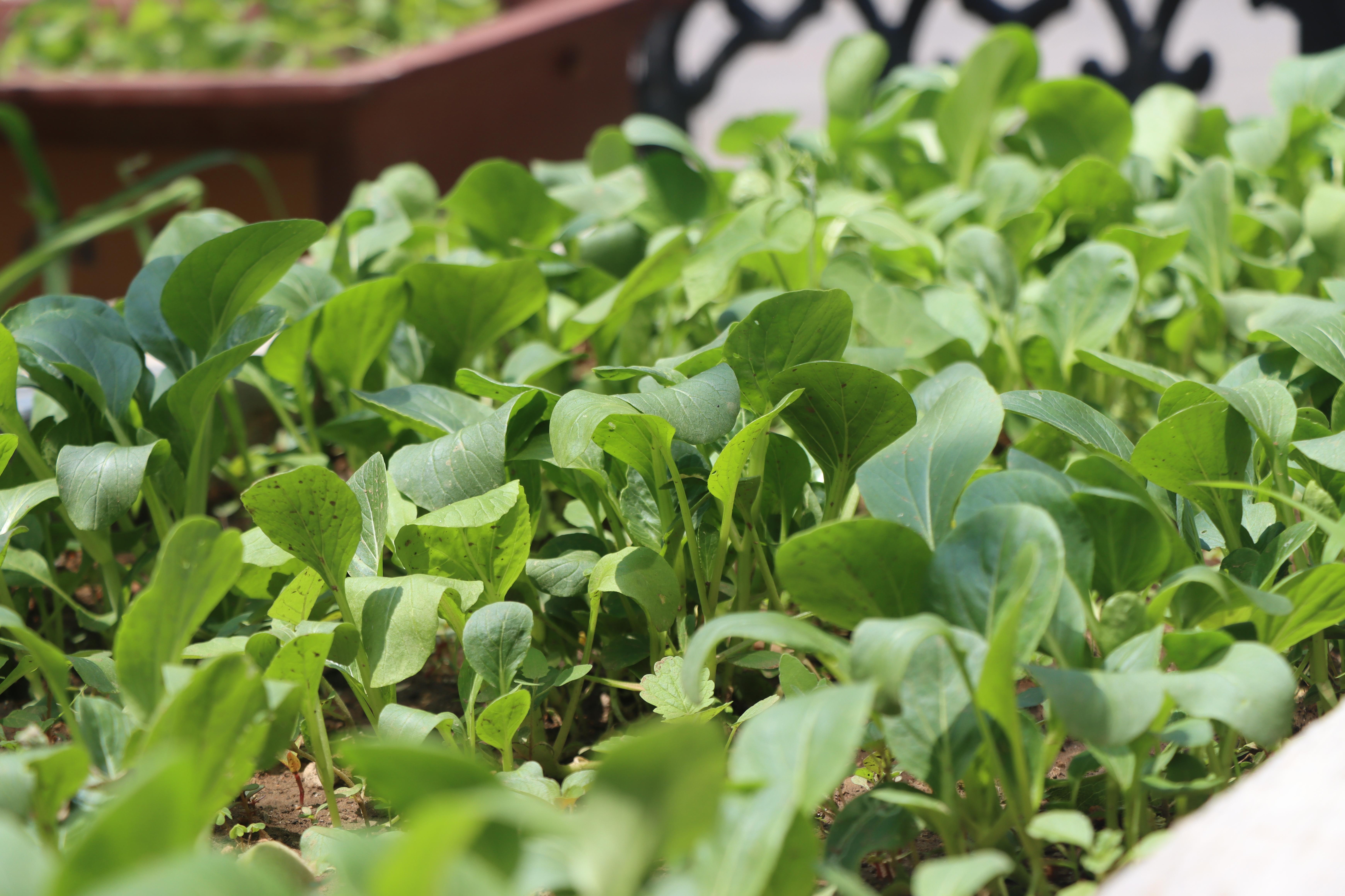 俺家有座院儿——东北小院的乡土情(图10)