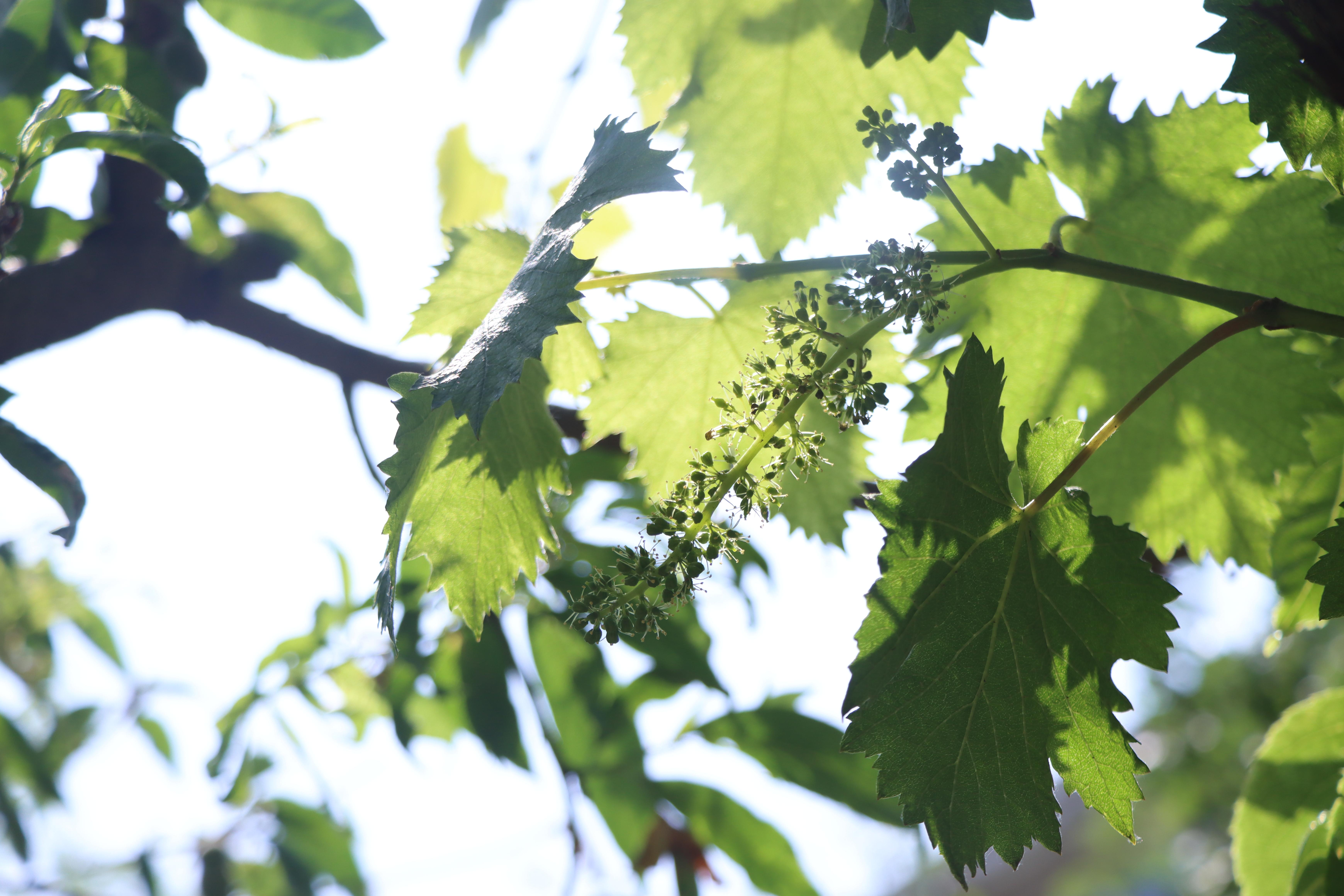 俺家有座院儿——东北小院的乡土情(图11)