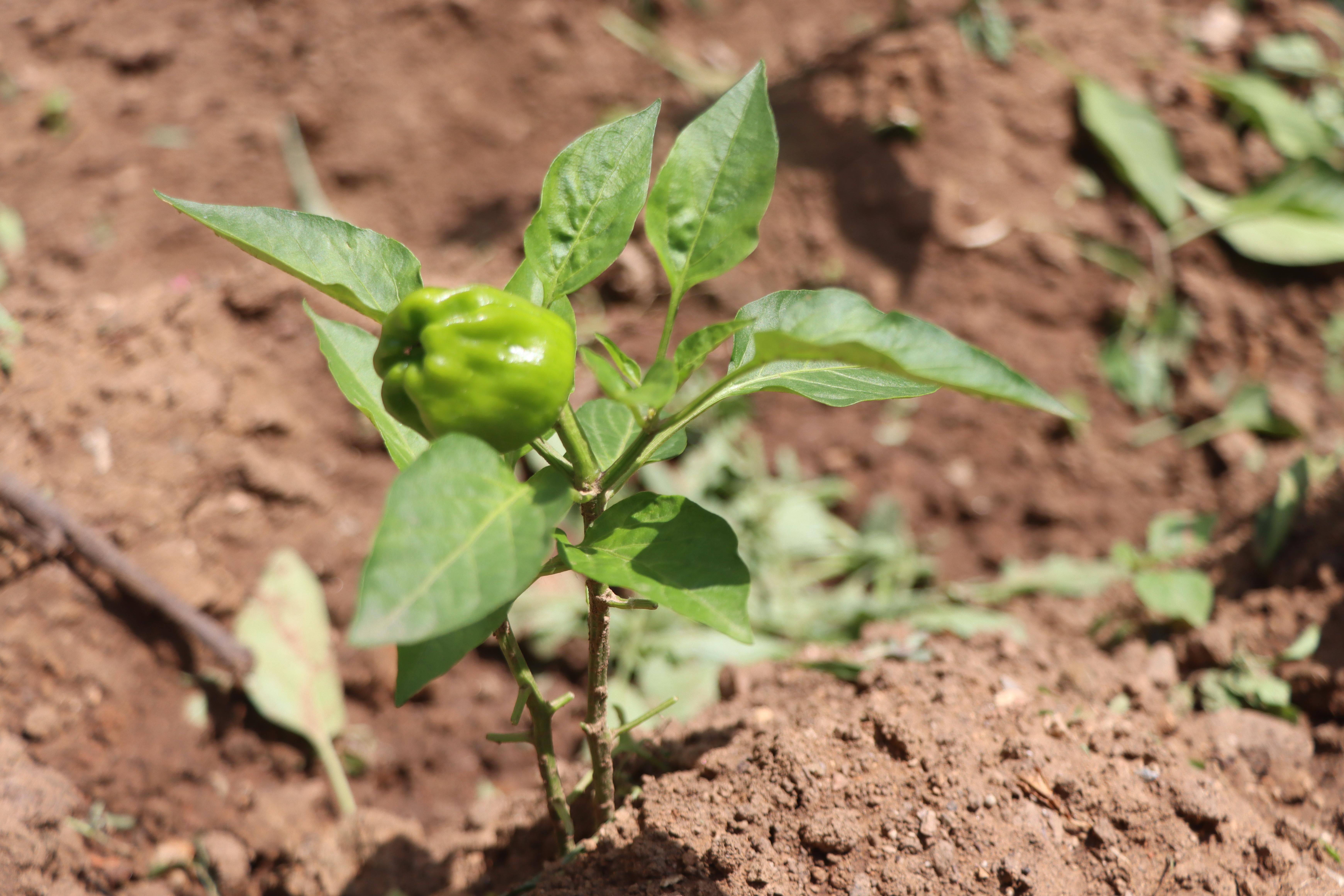 俺家有座院儿——东北小院的乡土情(图13)
