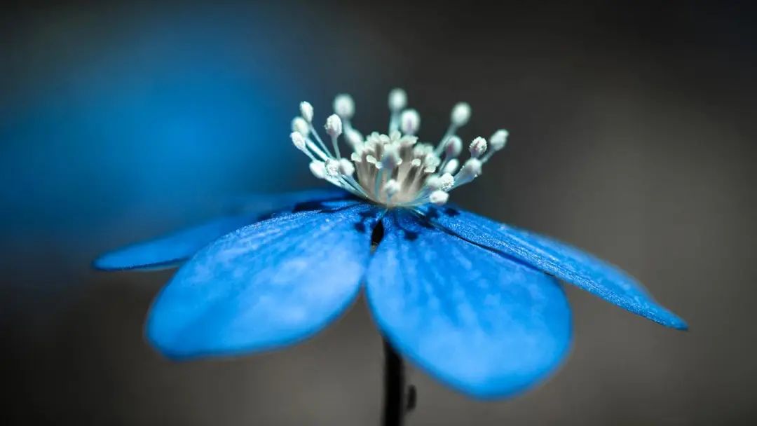 低调中透露出的生日霸气，24句生日祝福送给你(图5)