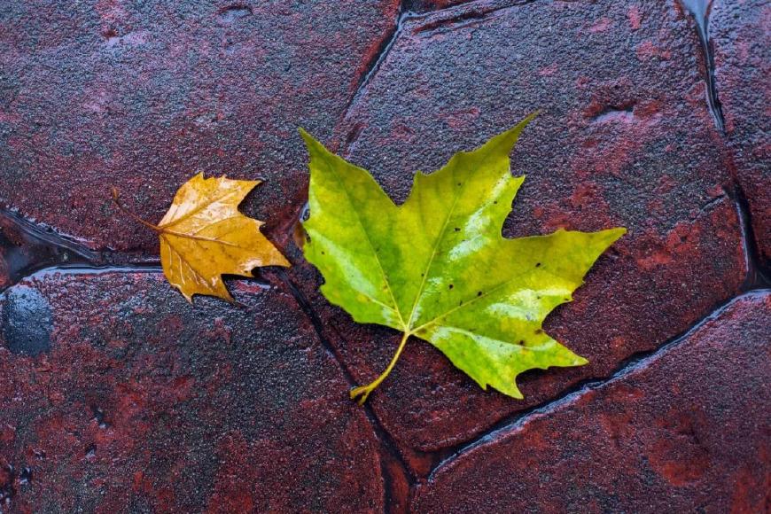 十首元曲说秋：秋叶静美，秋华如丹(图2)