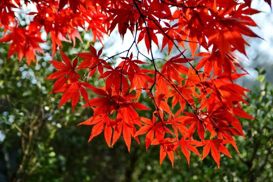 十首元曲说秋：秋叶静美，秋华如丹(图3)