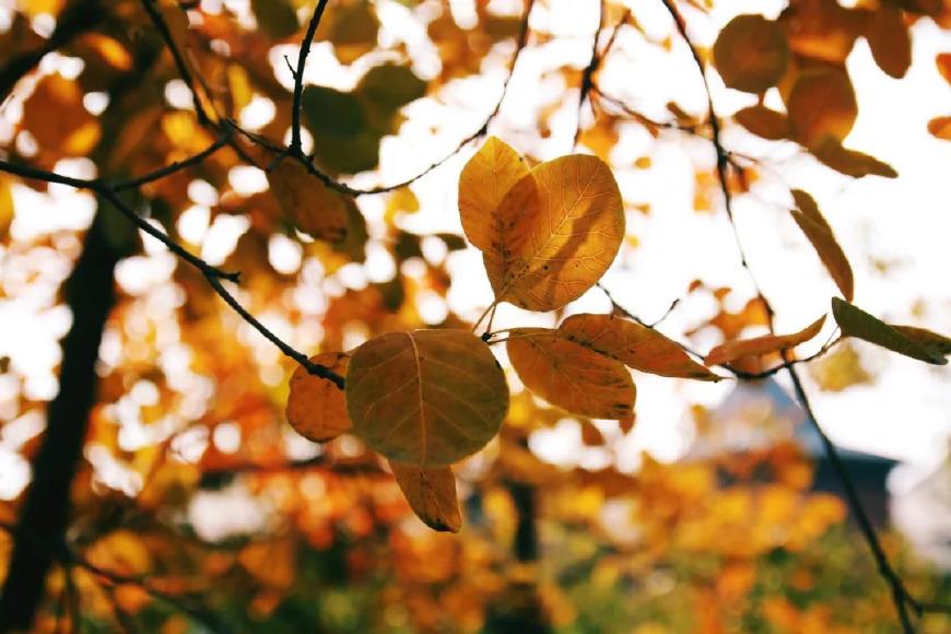 十首元曲说秋：秋叶静美，秋华如丹(图6)