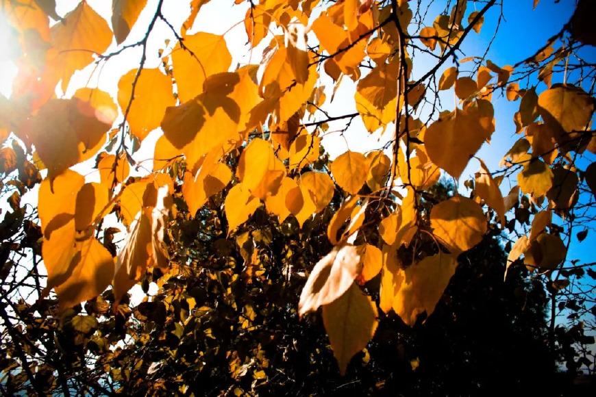 十首元曲说秋：秋叶静美，秋华如丹(图8)