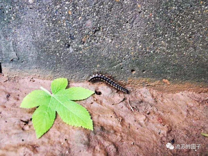 八月未央，秋雨连绵，天凉好个秋(图8)