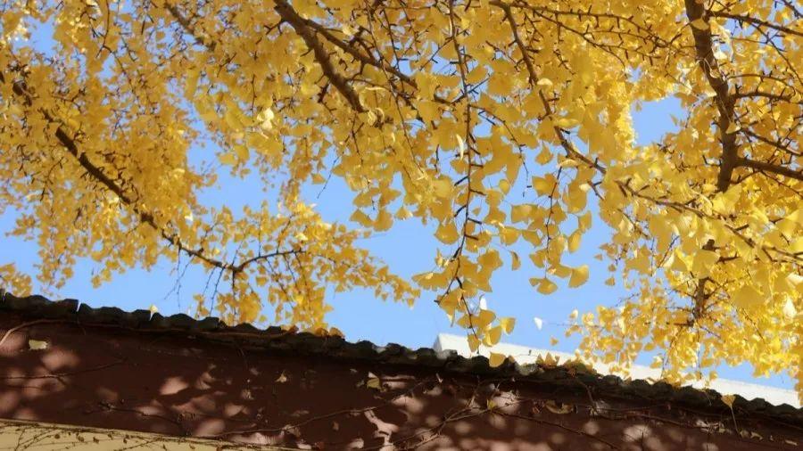 北师大117周年校庆丨峥嵘百年千帆过，芳华正盛谱长歌(图11)