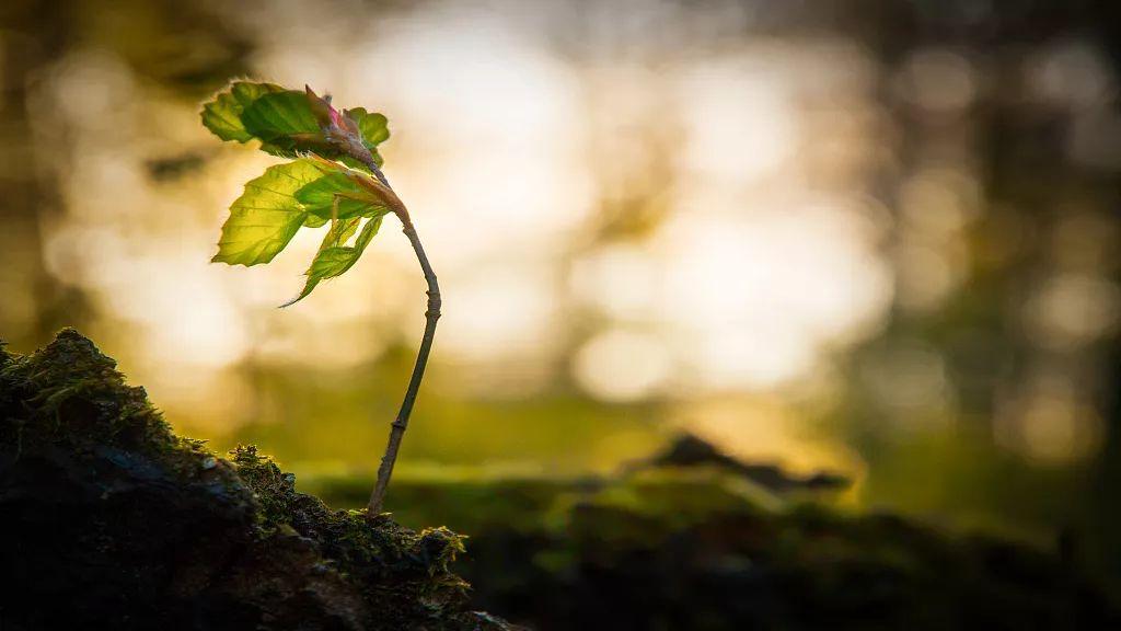 夜话丨梁启超：所有做父亲的，都应该懂得这点(图5)