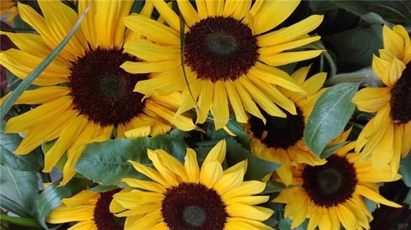 15句满满正能量的句子，天再高又怎样，踮起脚尖就更接近阳光(图1)