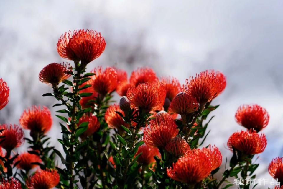 2020年春节拜年短信祝福语集锦(图27)