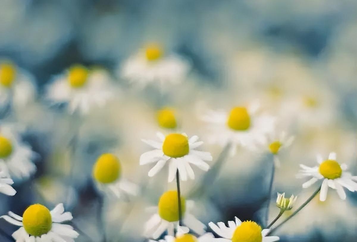 快乐时光的唯美句子，愿您的生命如同阳光明媚，洒满欢声笑语(图4)