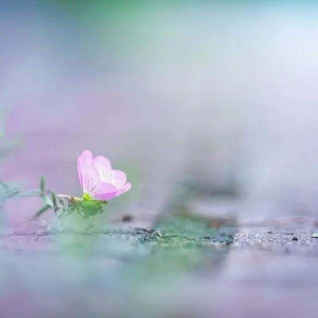 描写花的优美句子(图2)