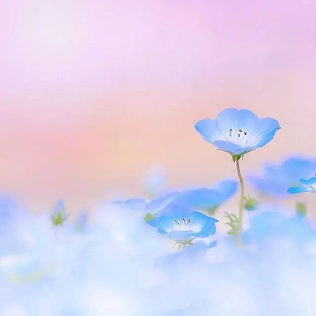 描写花的优美句子(图3)