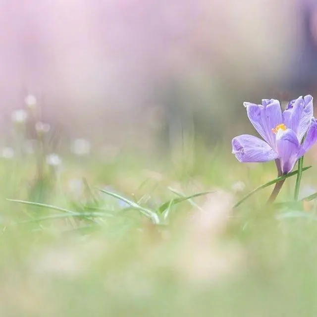 描写花的优美句子(图4)